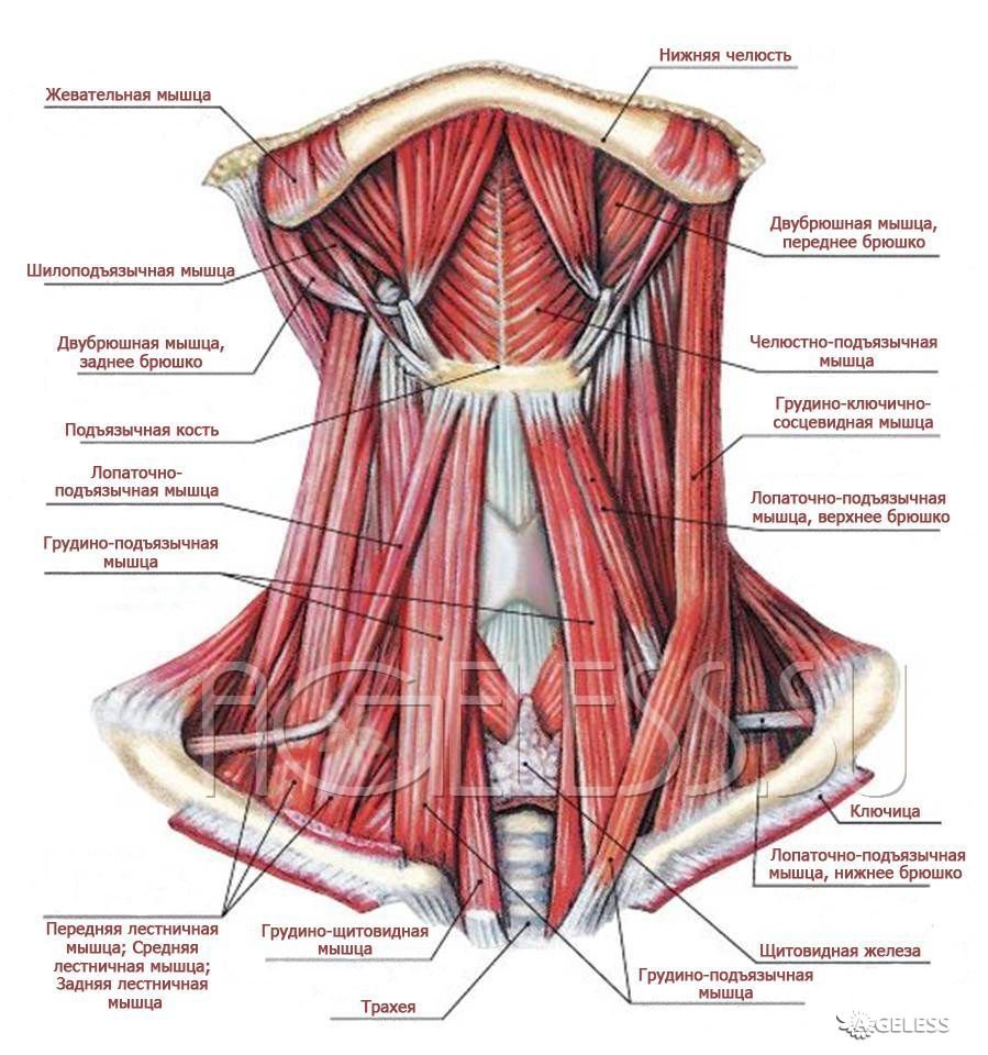 Мышцы шеи анатомия миология