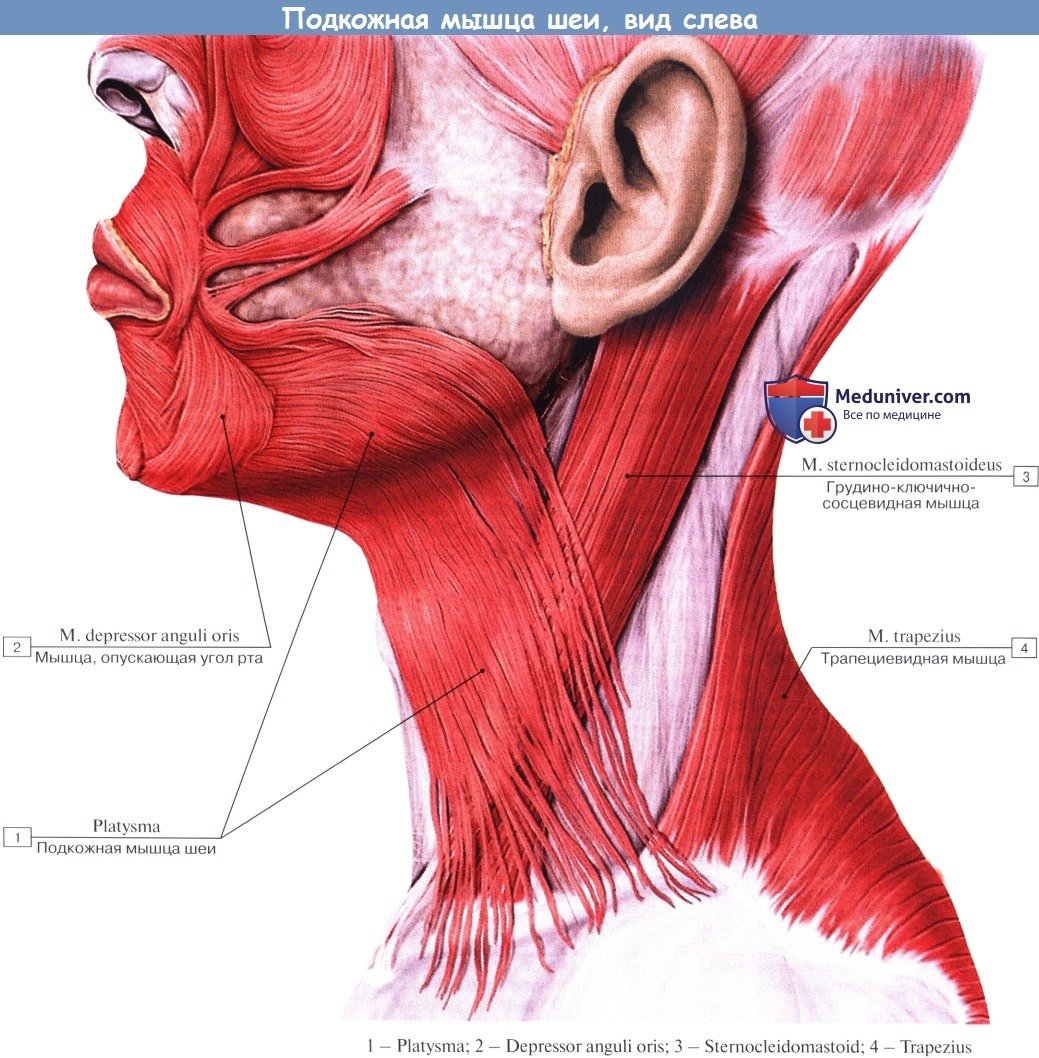Анатомия человеческой шеи