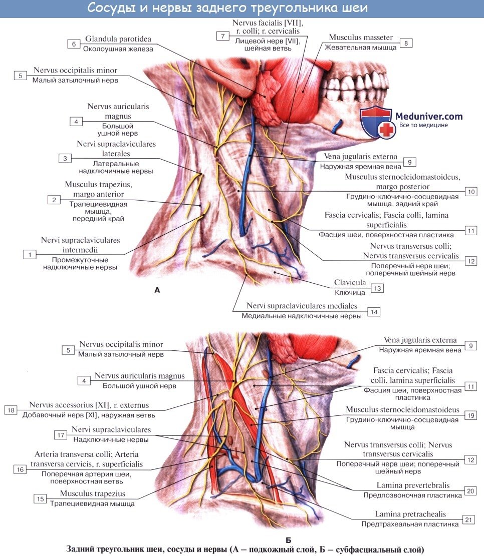 Мышцы шеи массаж анатомия
