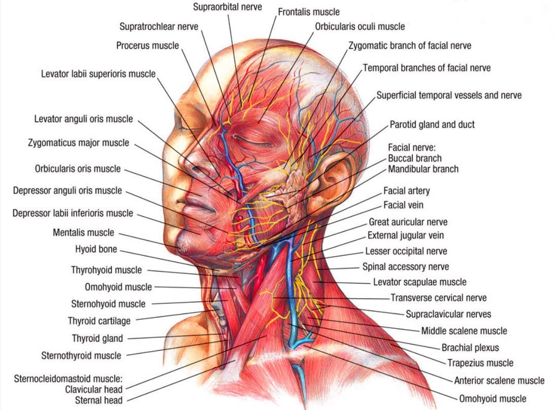 Поверхностные мышцы шеи анатомия чб