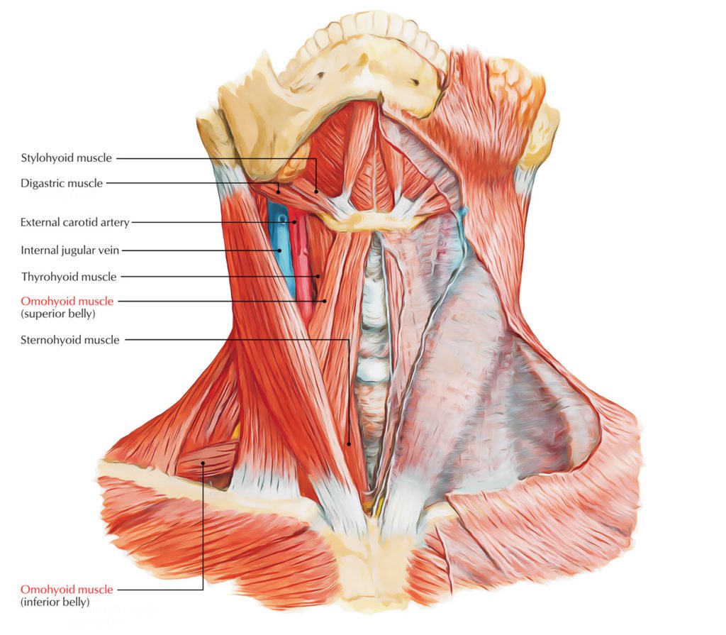 Вены и артерии шеи анатомия