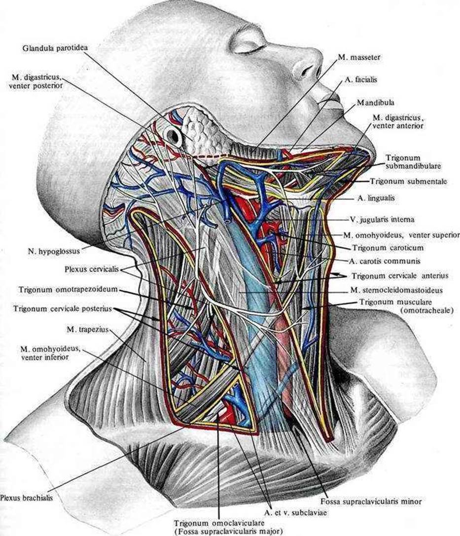 Лимфоузлы и мышцы. Лопаточно трахеальный треугольник шеи. Лопаточно подъязычный треугольник шеи. Сонный треугольник шеи топографическая анатомия. Строение мышц шеи спереди лимфоузлы.