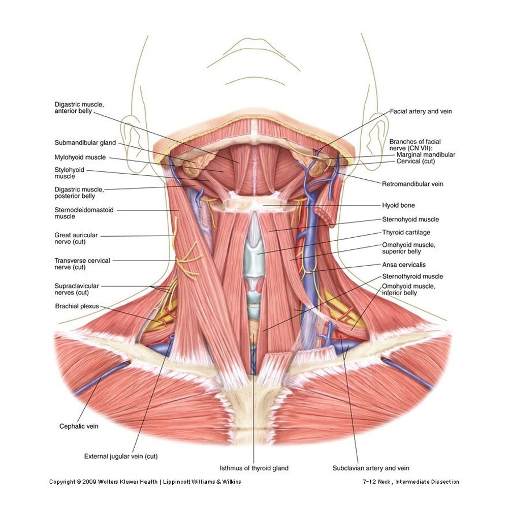 Мышцы шеи анатомия атлас