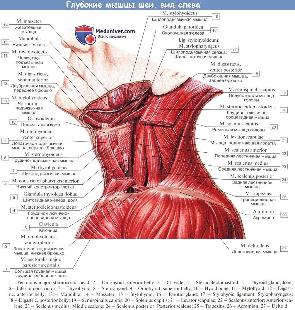 Мышцы головы и шеи анатомический атлас