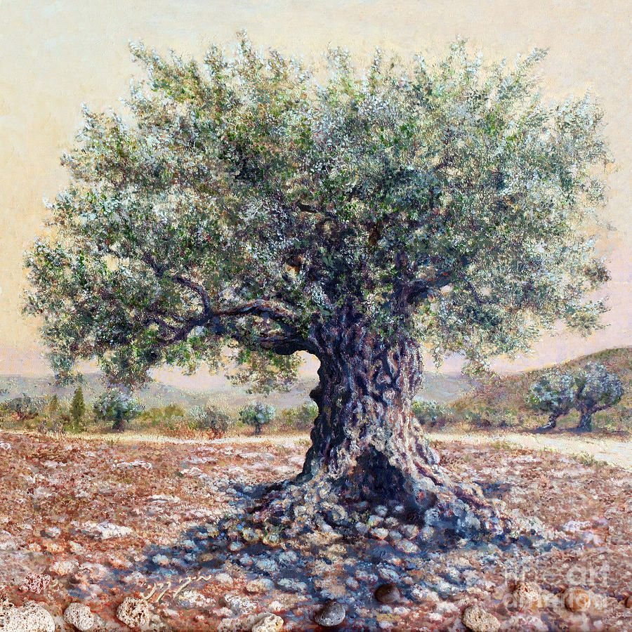 Оливковое дерево. Долина Ариччи