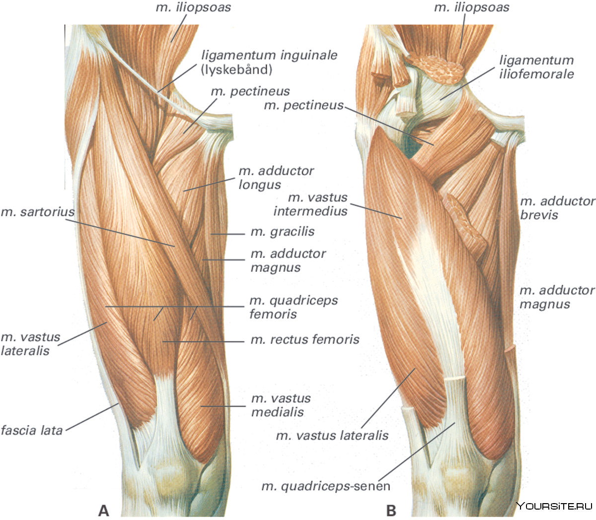 Медиальная мышца бедра анатомия