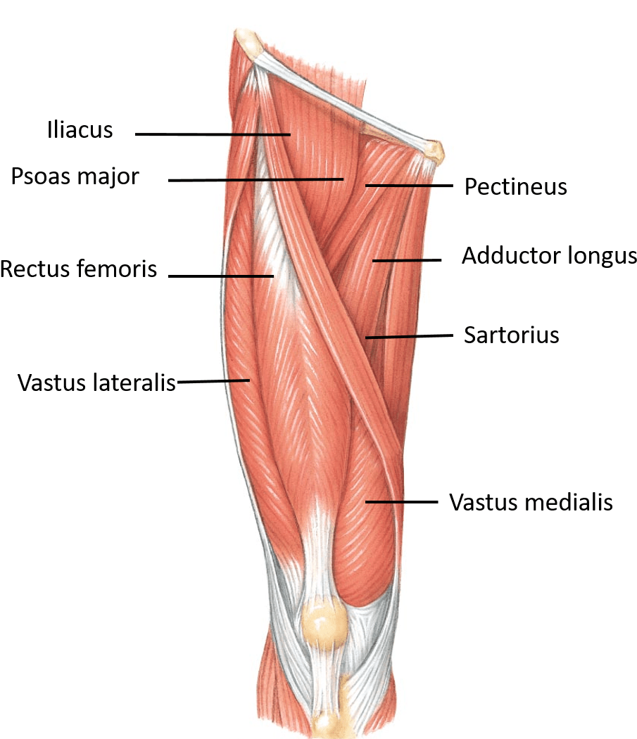 Тазобедренный сустав строение анатомия с мышцами