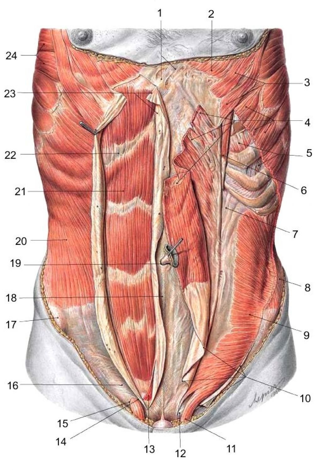 если сокращаются мышцы живота это оргазм фото 109