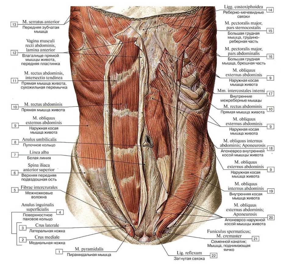 Апоневроз денонвинье Савищева