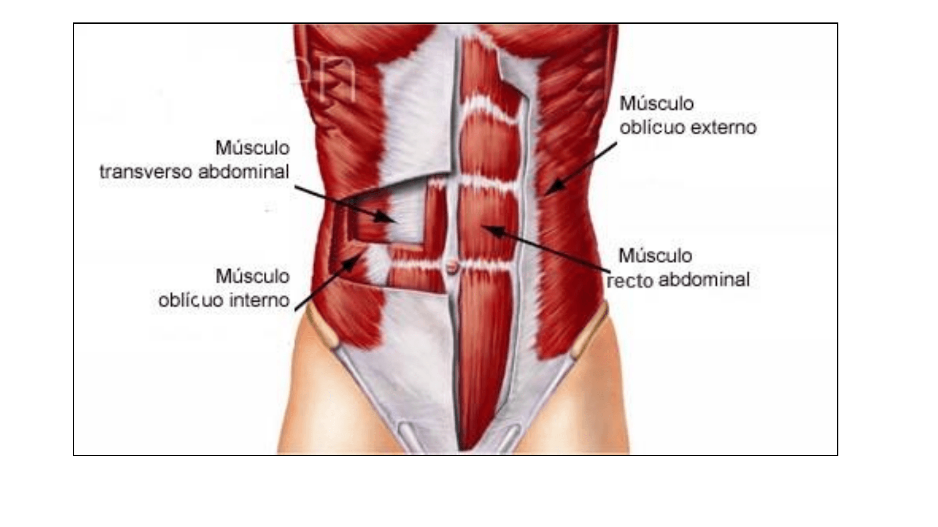 Сильные мышцы живота. Брюшной пресс мышцы анатомия. Мышцы передней брюшной стенки у женщин. Схема мышц живота женщины. Мышцы сбоку живота.