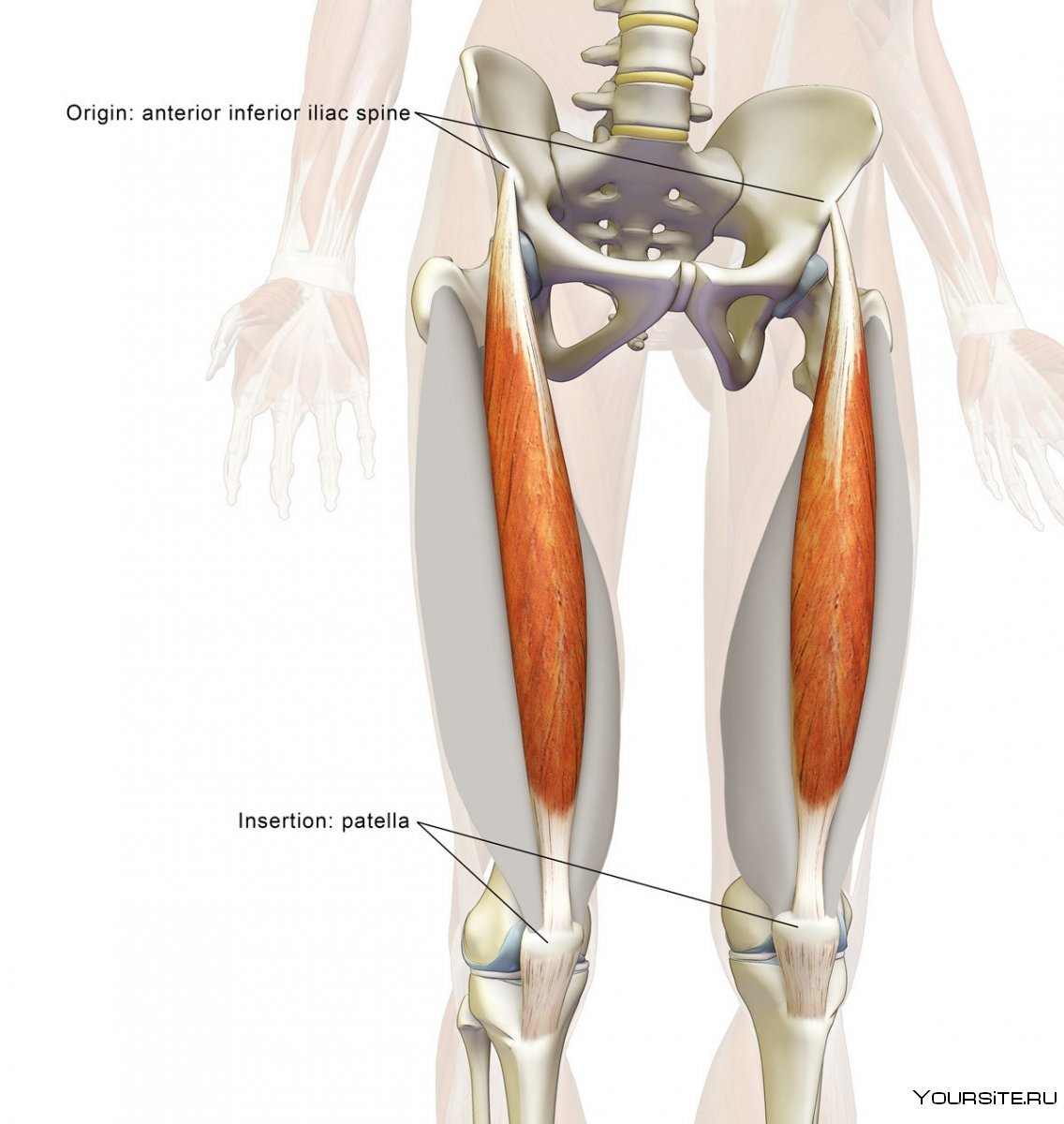 Четырехглавая мышца бедра анатомия