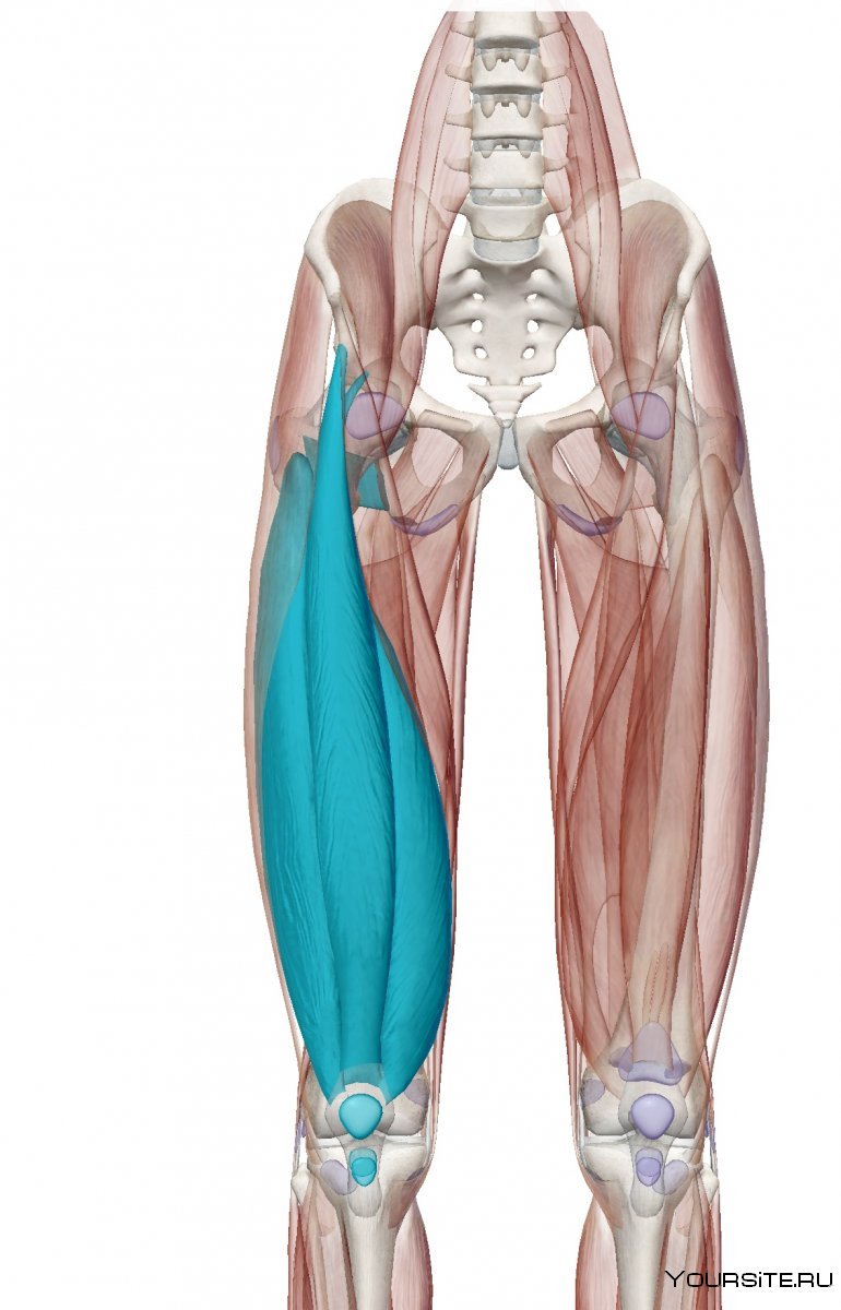 Мышечная система бедра человека анатомия