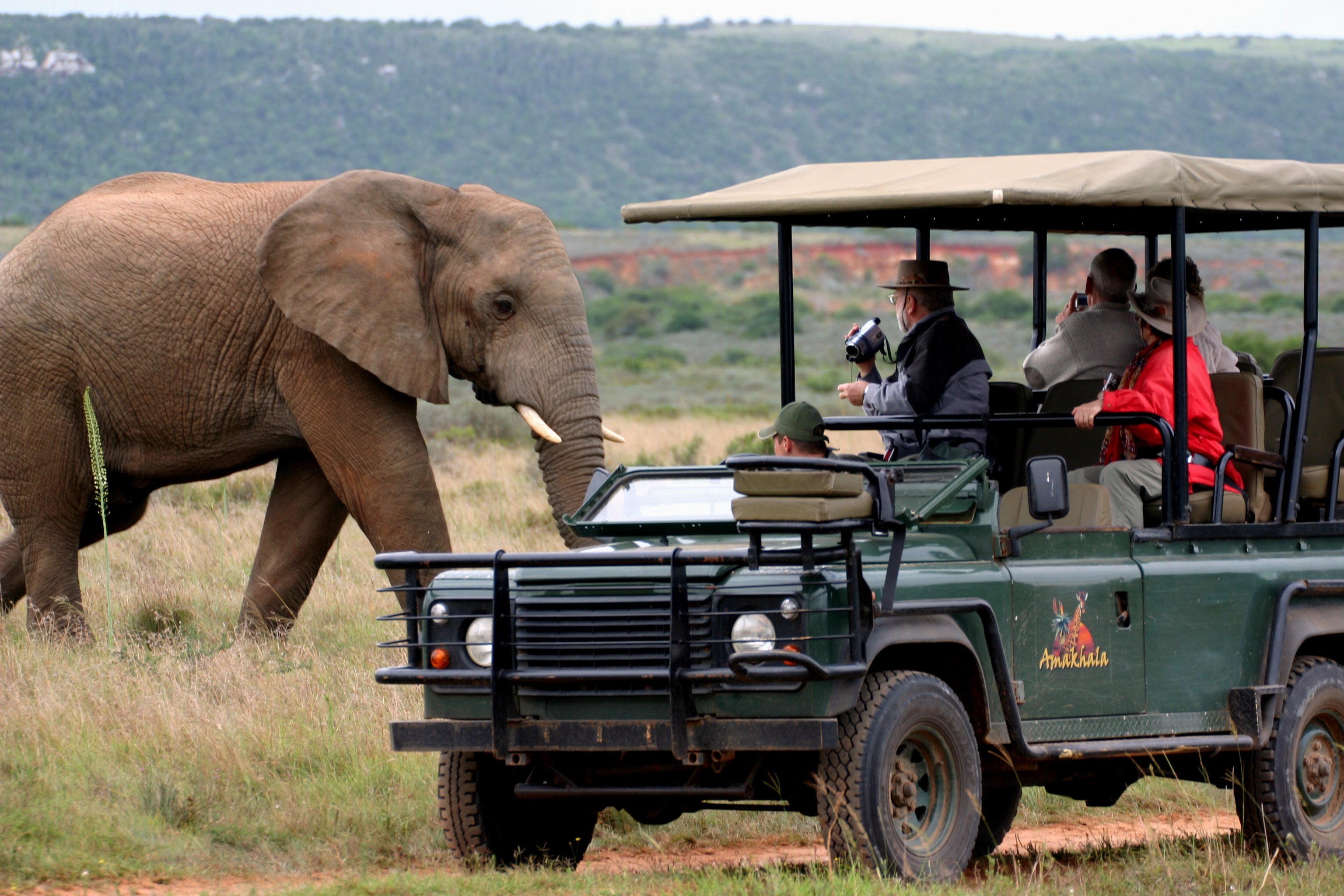 Wildlife watching. Сафари парк Африка. ЮАР сафари. Сафари ЮАР Крюгера. Кейптаун сафари.