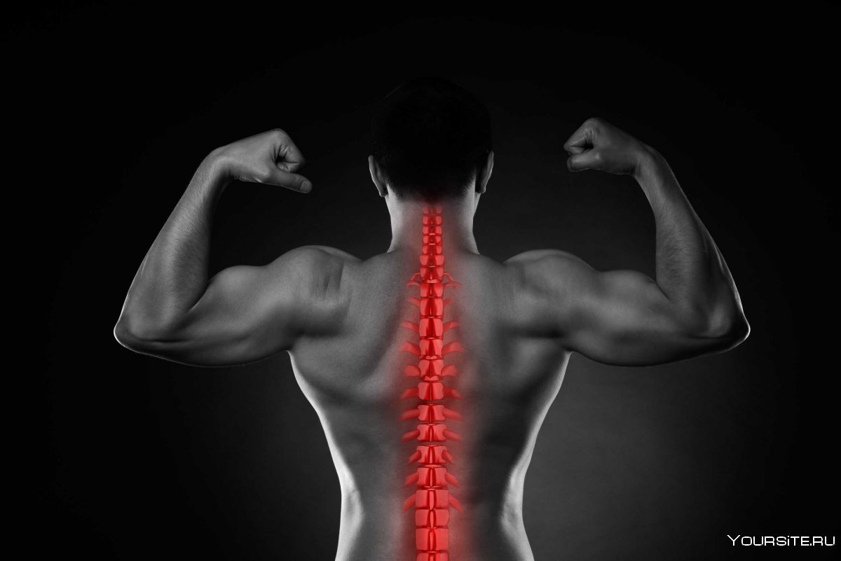 Подостные мышцы спины