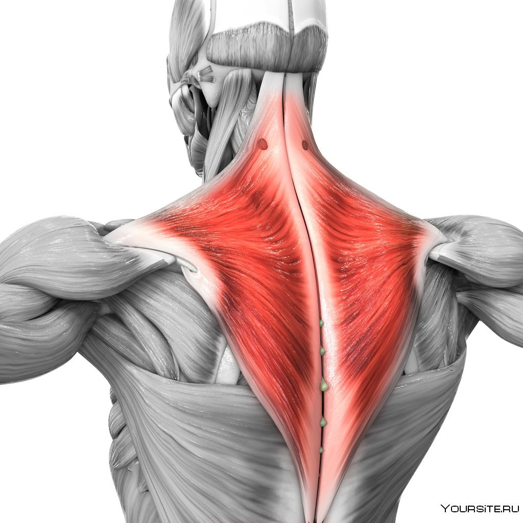 Круглая мышца спины анатомия