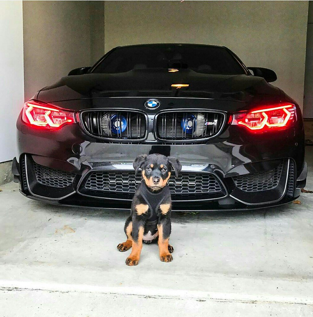 Доберман BMW