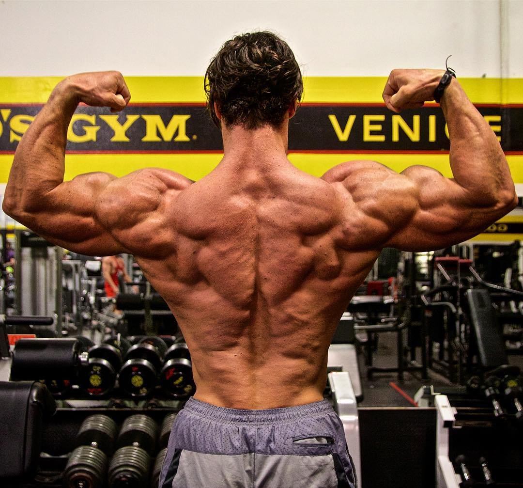 Многораздельные мышцы спины