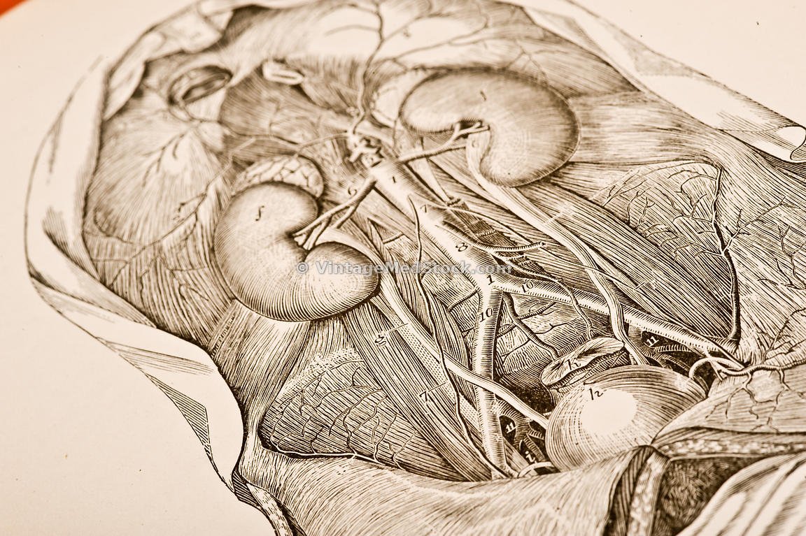 Анатомия брюшной полости яичники