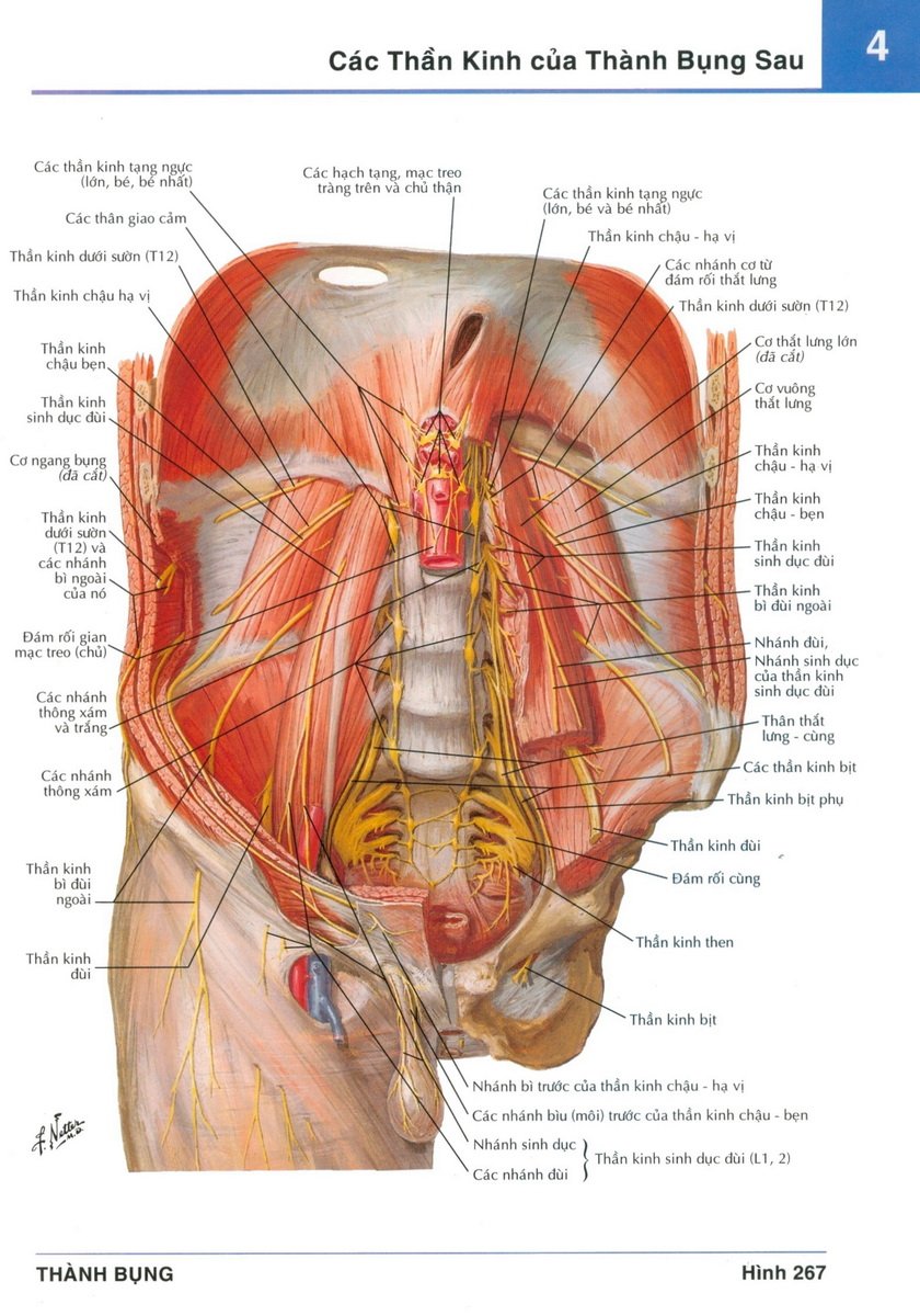 Стенки брюшной полости анатомия