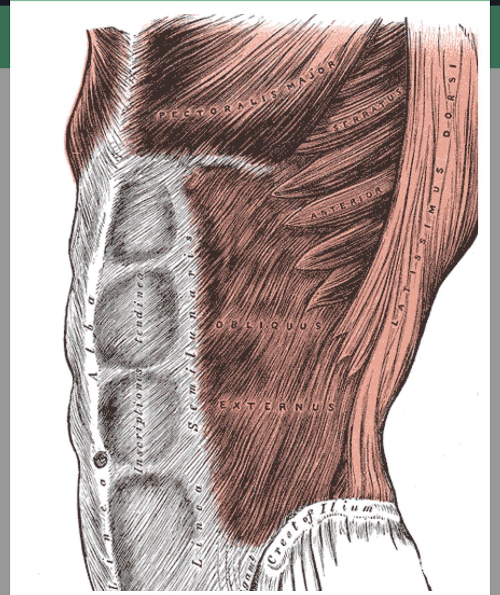 Поперечная мышца живота анатомия функции