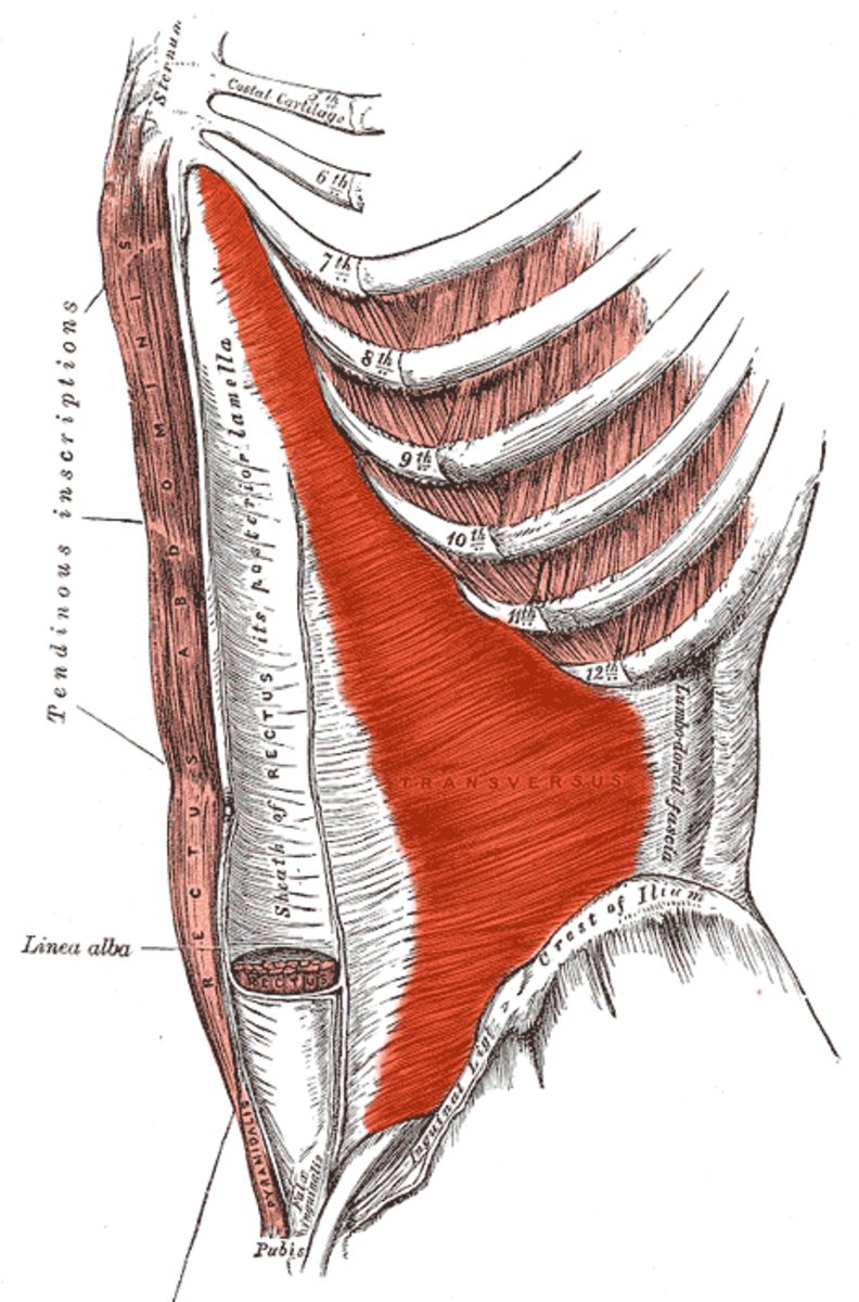 M obliquus externus abdominis