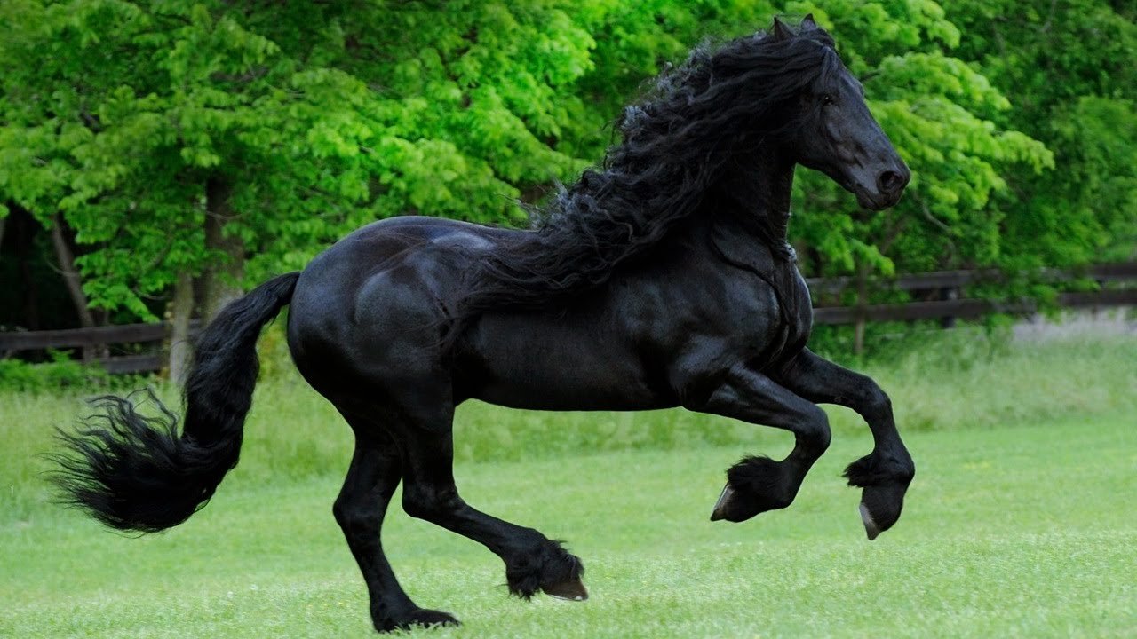 Черный красавчик конь