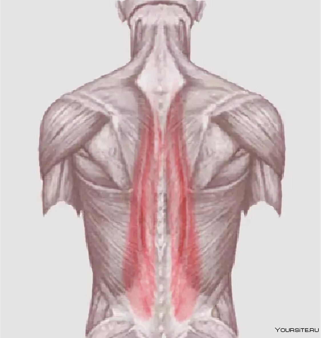 Здоровая спина мышцы