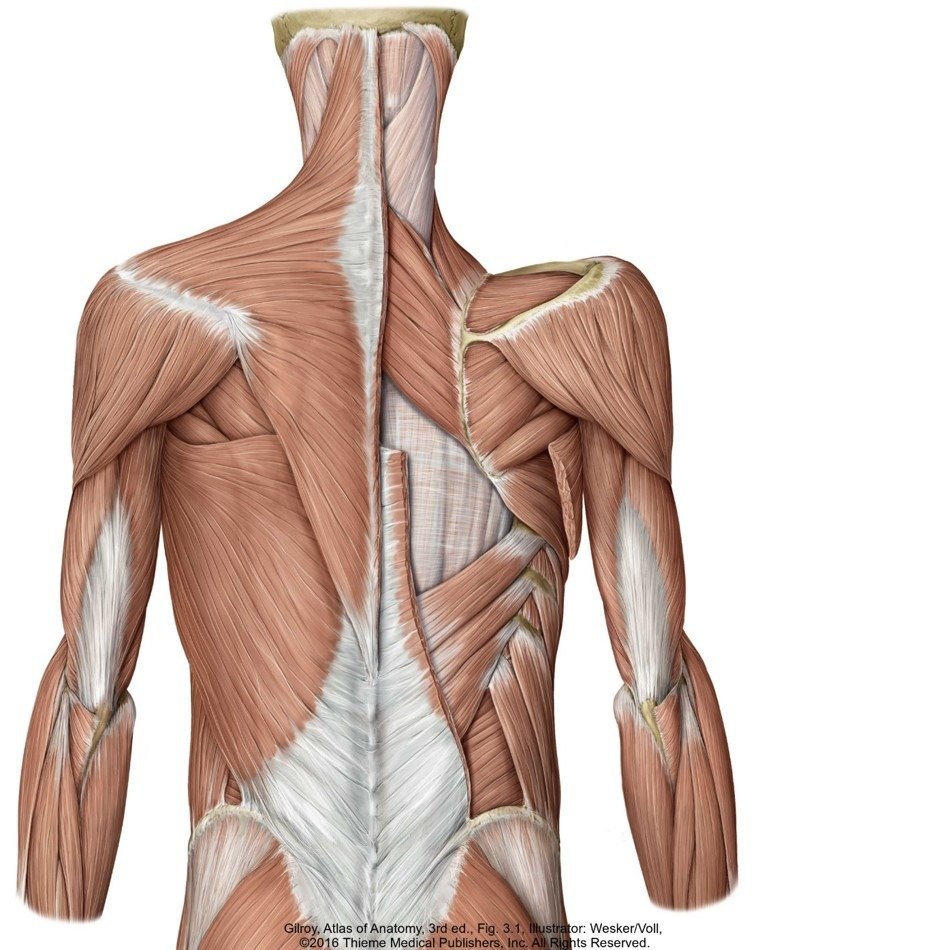 Фасция мышцы анатомия