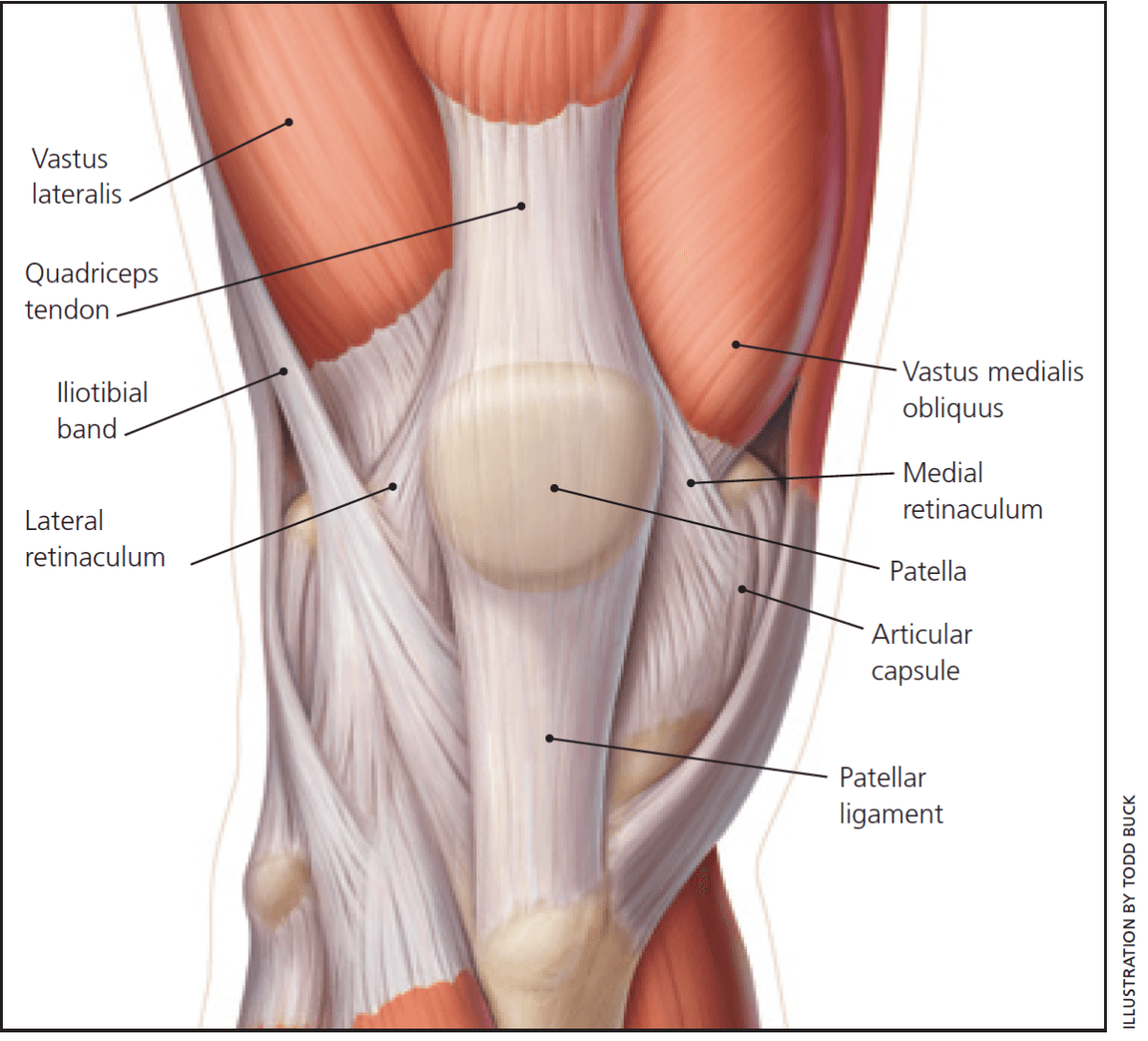 Сухожилие четырехглавой мышцы бедра анатомия