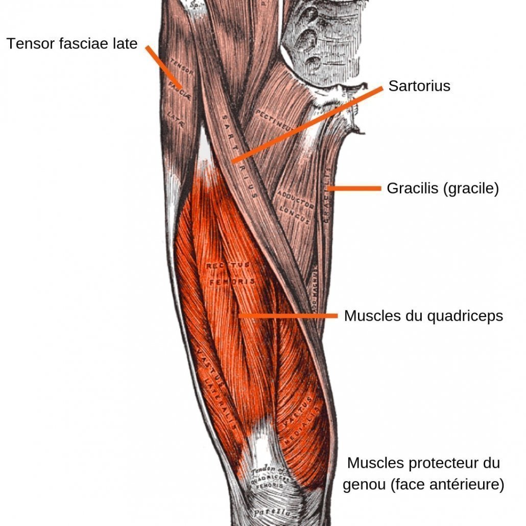 Сухожилие подколенной мышцы анатомия