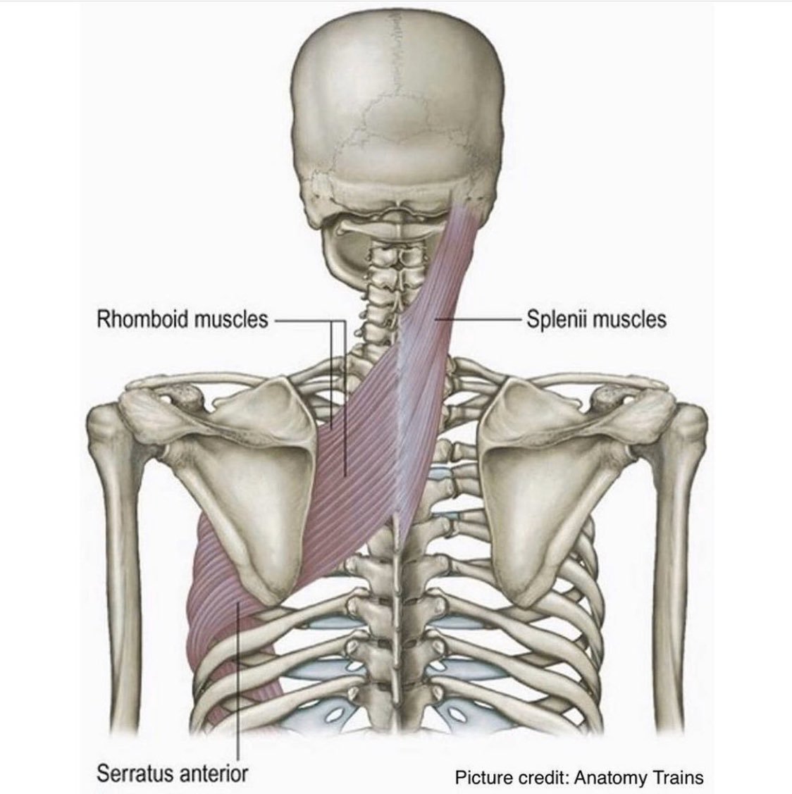 Rhomboid Major мышца