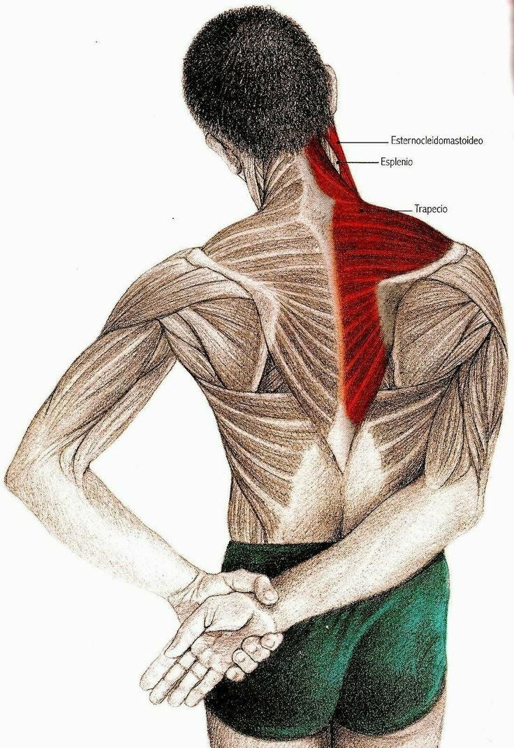 Растяжка трапециевидной мышцы