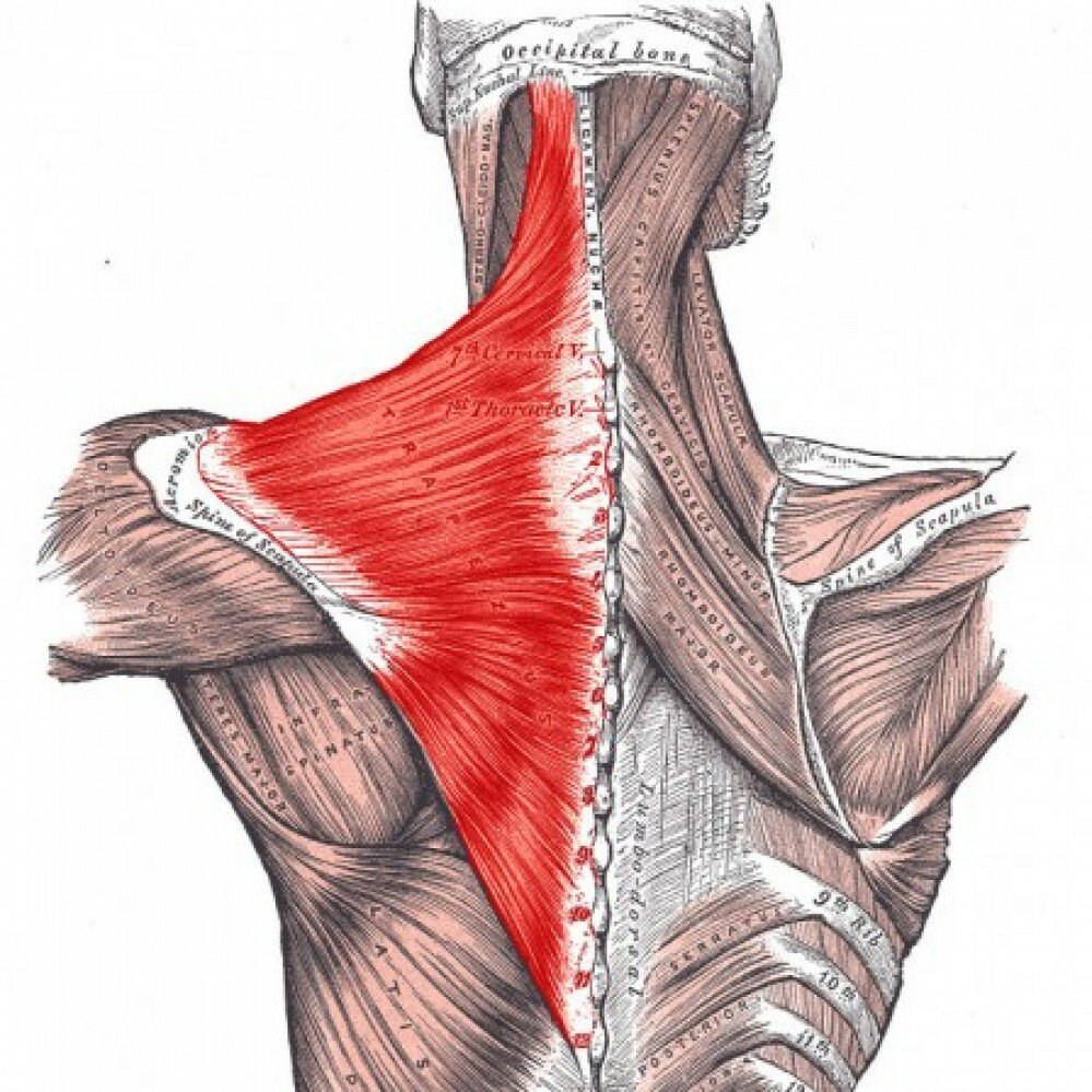Подостная мышца спины анатомия