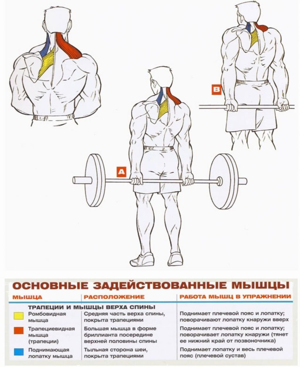 Ромбовидная мышца спины упражнения