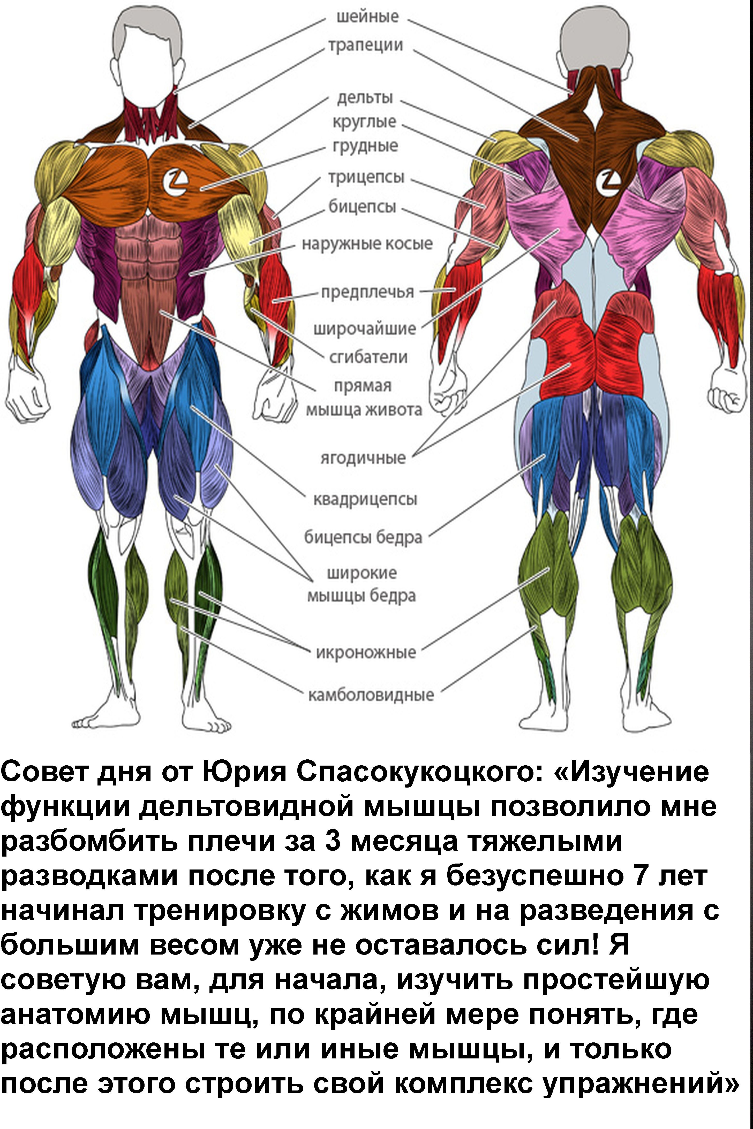 дельтовидная мышца - Сток картинки