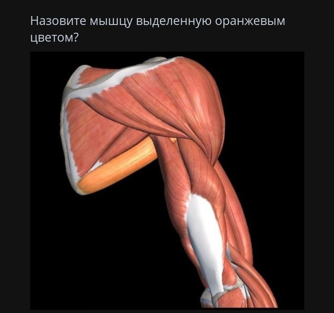 Мышцы спины бодибилдинг анатомия