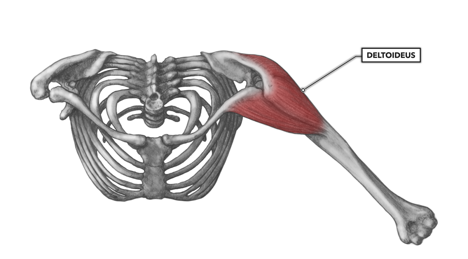 Передние пучки дельтовидных. Дельтовидная мышца анатомия. Дельтовидная мышца плечевого пояса. Задняя дельтовидная мышца анатомия. Задняя Дельта анатомия функции.