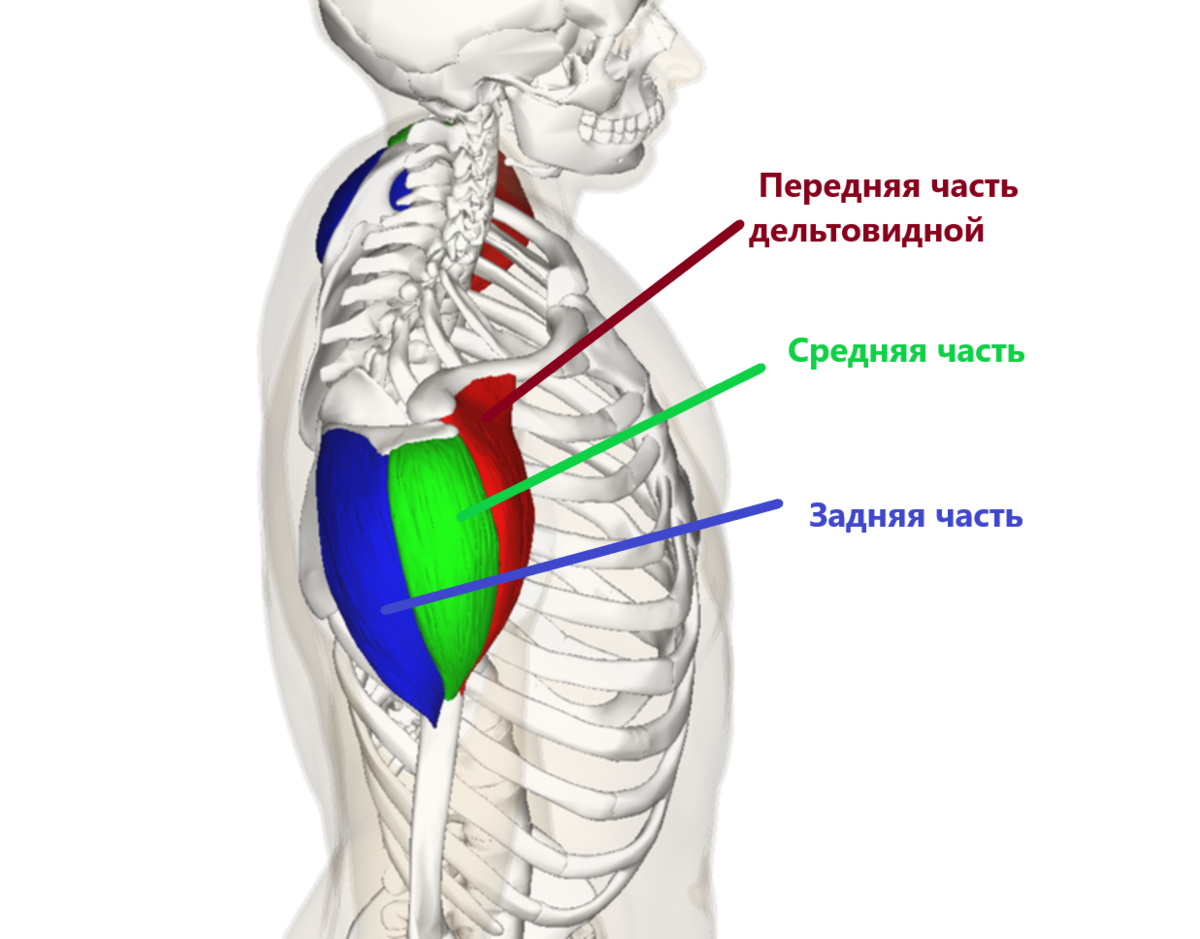 Передняя часть дельтовидной мышцы