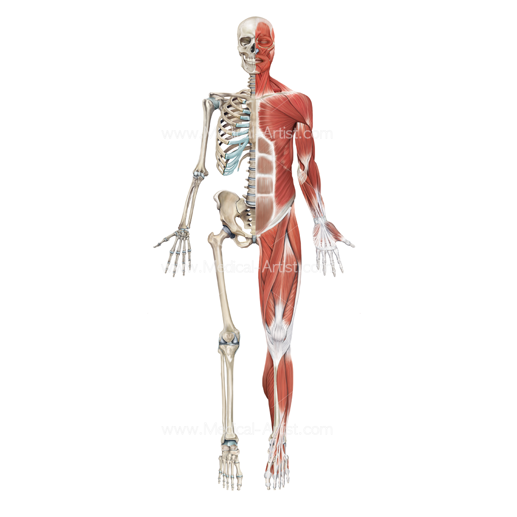 Костно мышечная система скелета