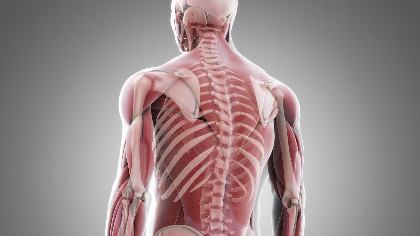 Bones and muscles. Костные мышцы. Костно-мышечная система человека. Скелет с мышцами. Костно мышечный скелет человека.
