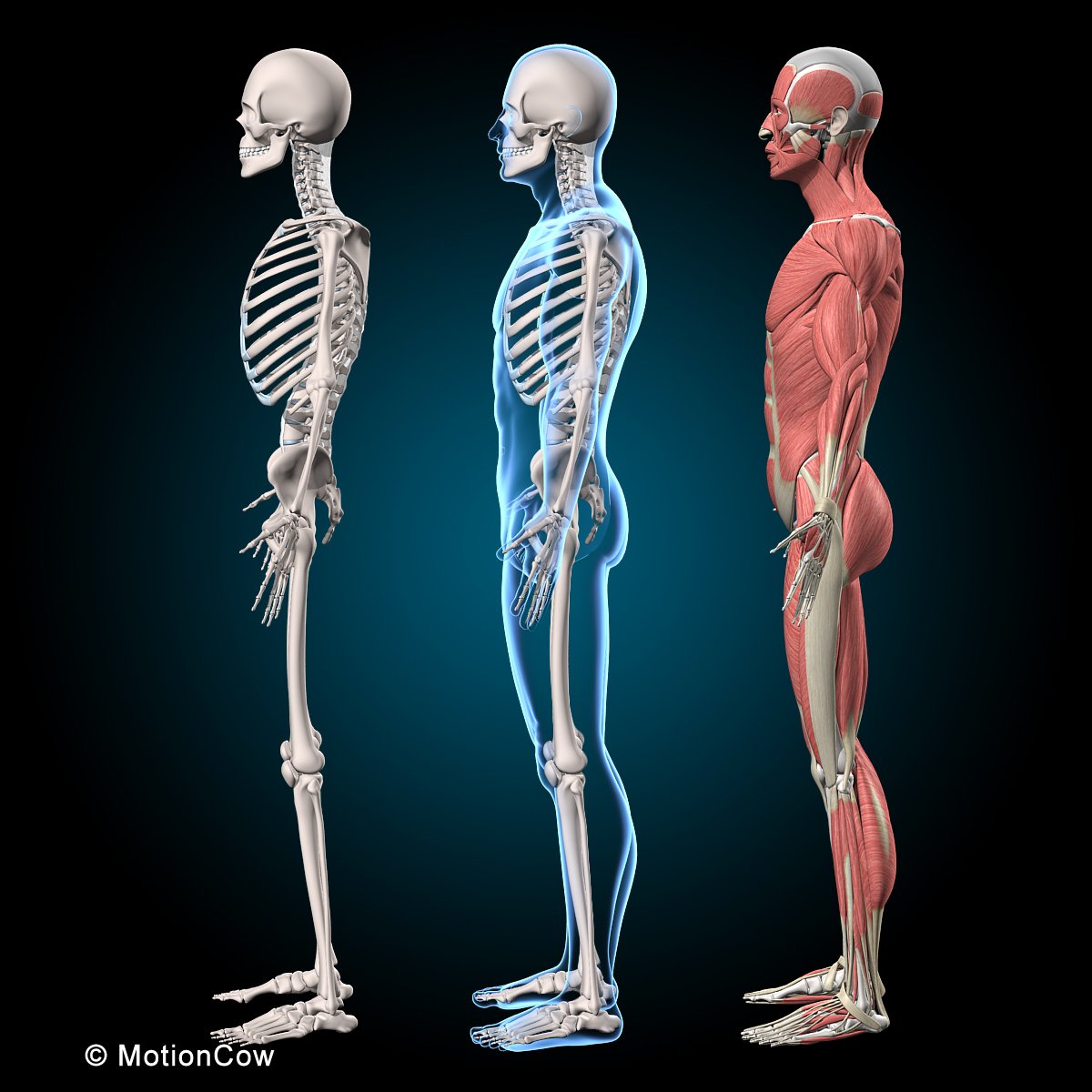 Анатомия человека скелет и мышцы