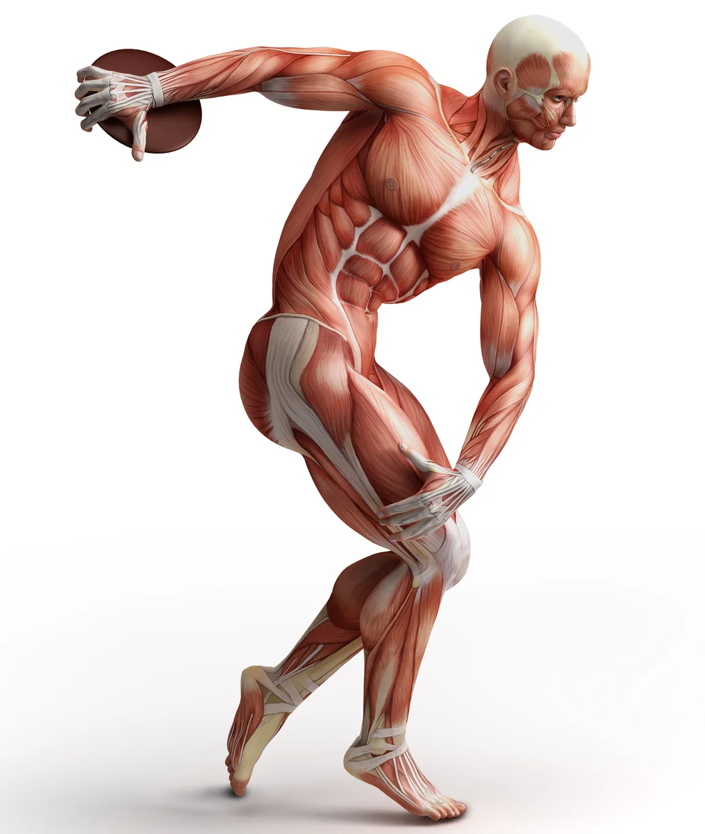 Мышцы на скелете в движении