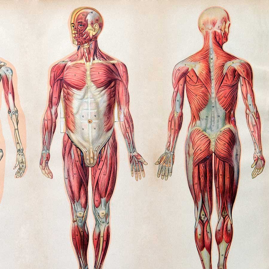 Скелетные мышцы анатомия