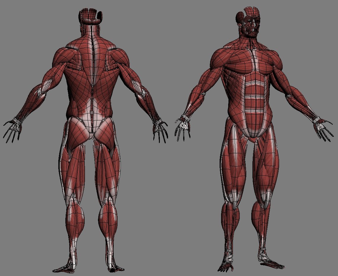 Манекен мышц человека