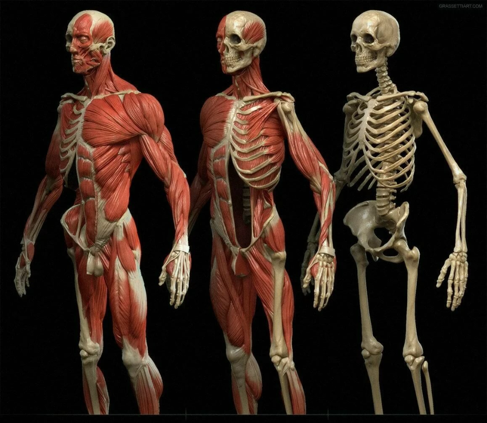 Мышечный скелет