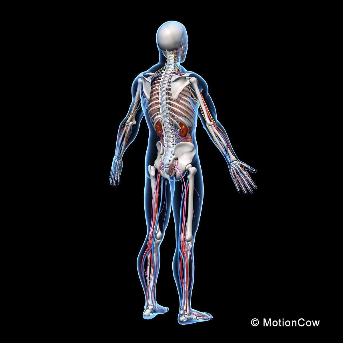 Скелет человека и мышцы человека