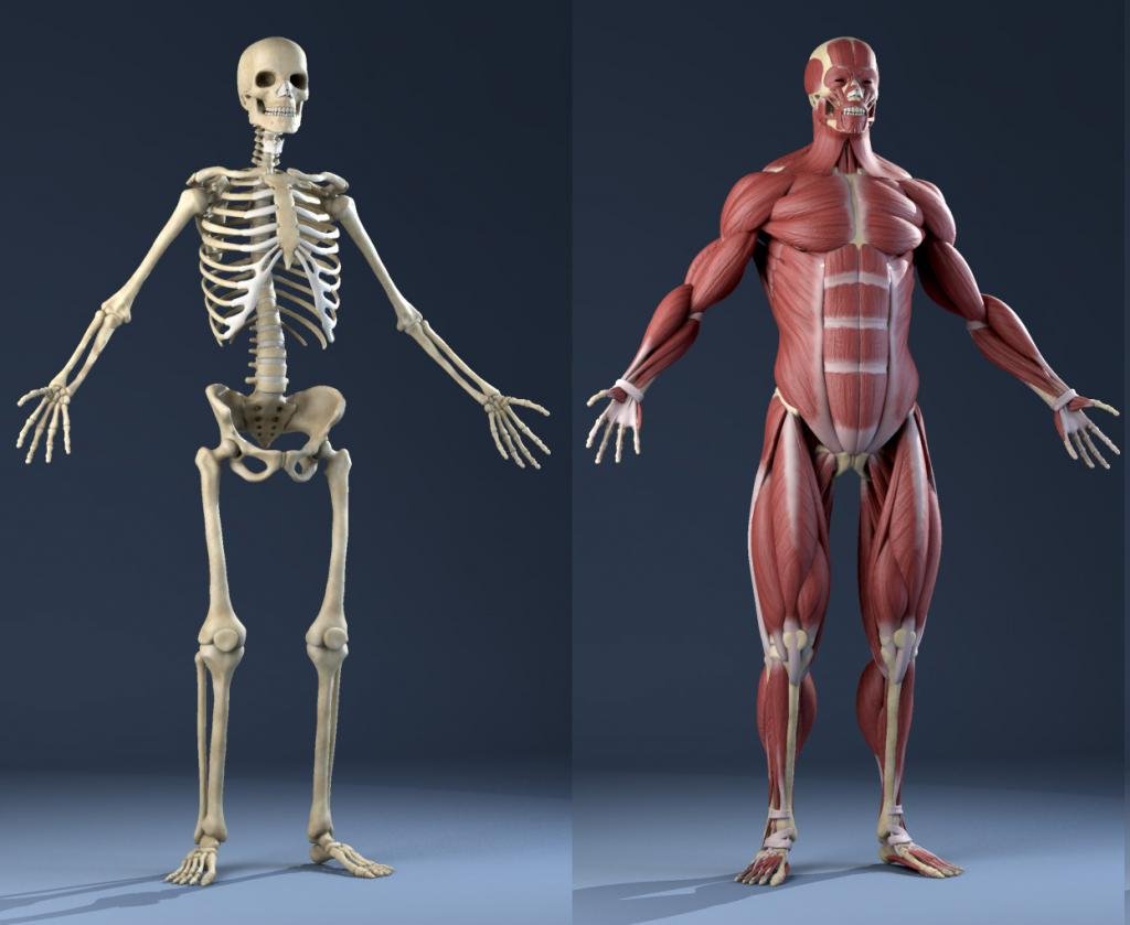 Скелет с мышцами