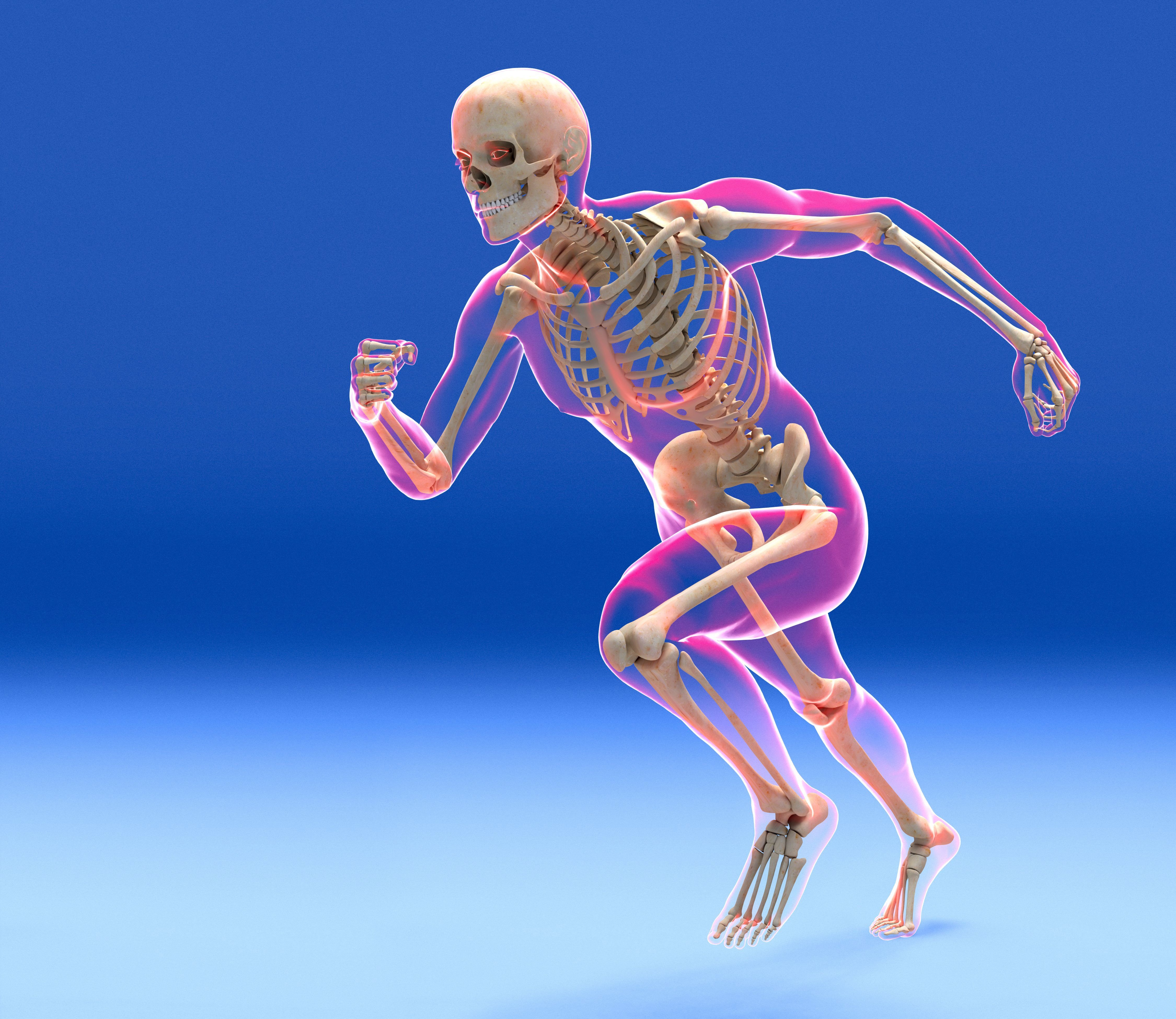 Bones and muscles. Скелетно-мышечная система человека. Опорно двигательный аппарат костная и мышечная система. Анатомия опорно двигательной системы. Скелет человека опорно двигательная система.
