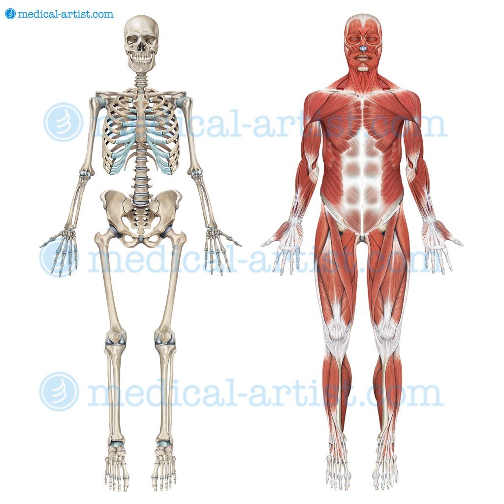 Скелет человека с нервной системой