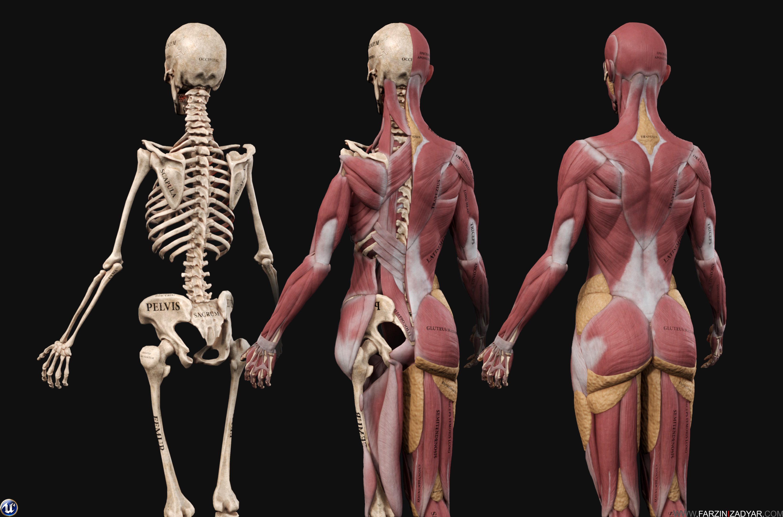 Скелет женщины с мышцами